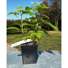 Raspberry Anne Potted Plant 