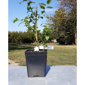 Blueberry Duke Potted Plant 