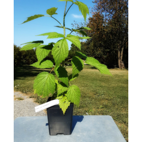 Raspberry Caroline Potted Plant 