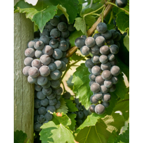 NEW - Everest SEEDLESS Table Grape - Blue-Seedless 