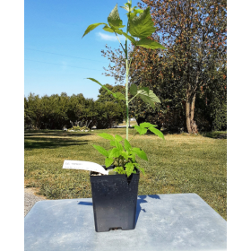 Raspberry Jewel Potted Plant 