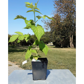 Raspberry Joan J Potted Plant 