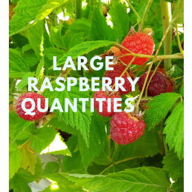 Anne raspberry bareroot plants 