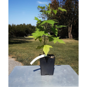 Raspberry Prelude Potted Plant 