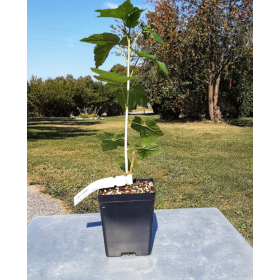 Currant Titania Potted Plant 